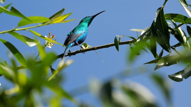 Malachite Sunbird - ML639716772