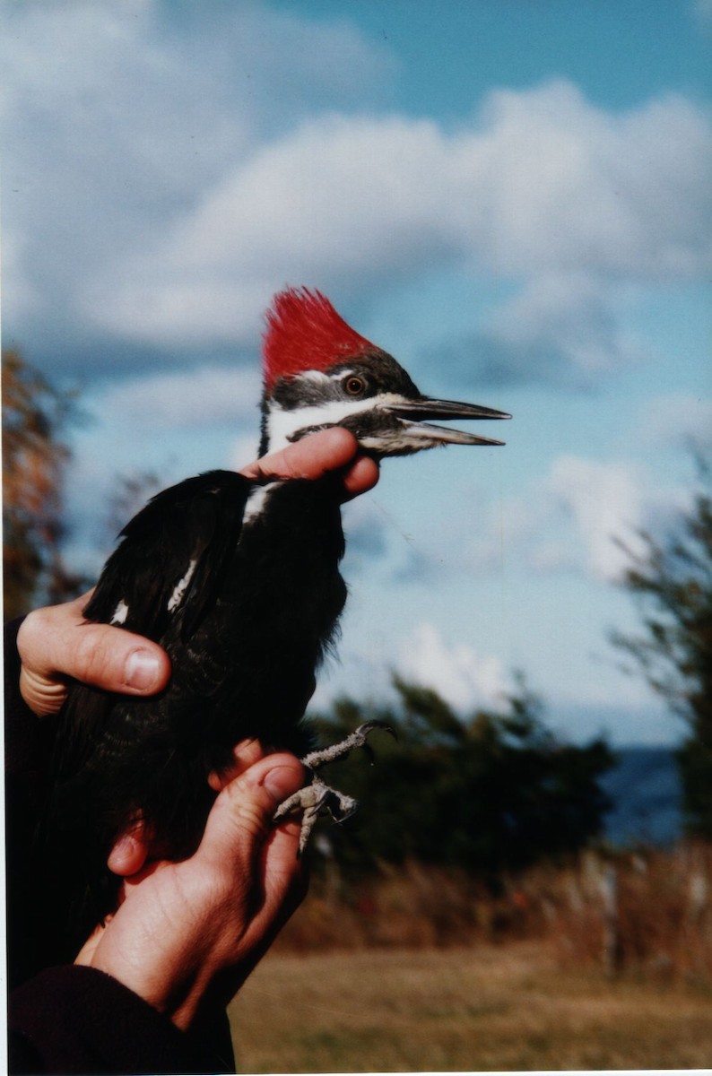 Pileated Woodpecker - ML639716801