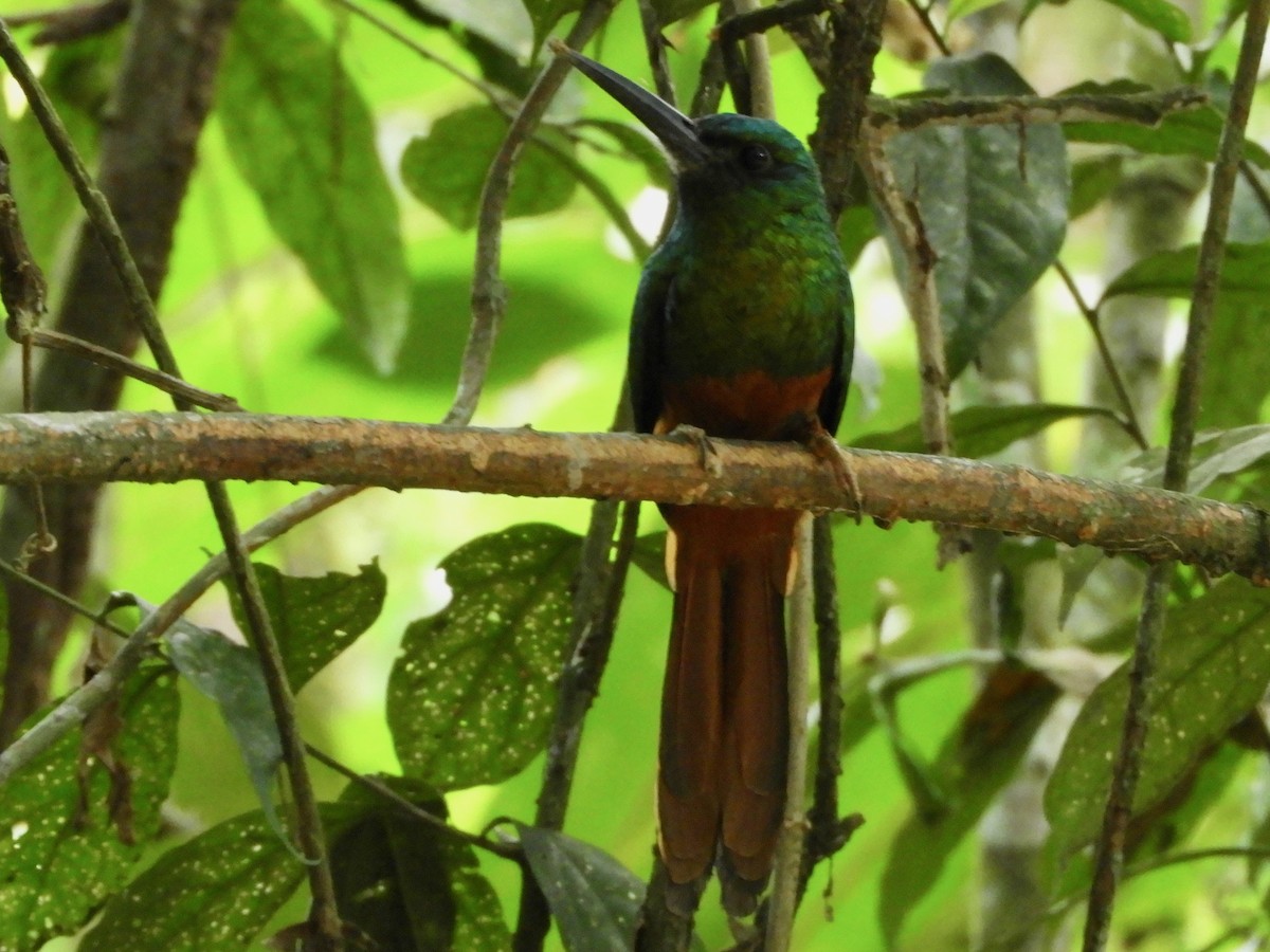 Bluish-fronted Jacamar - ML639716854