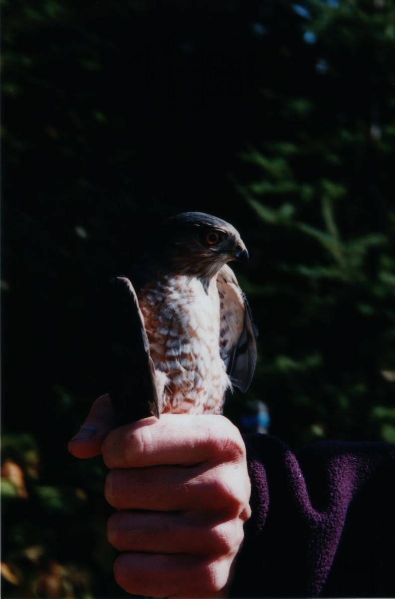 Sharp-shinned Hawk (Northern) - ML639716873