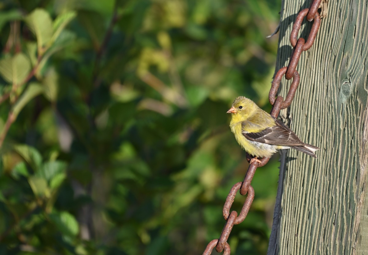 Chardonneret jaune - ML639716902