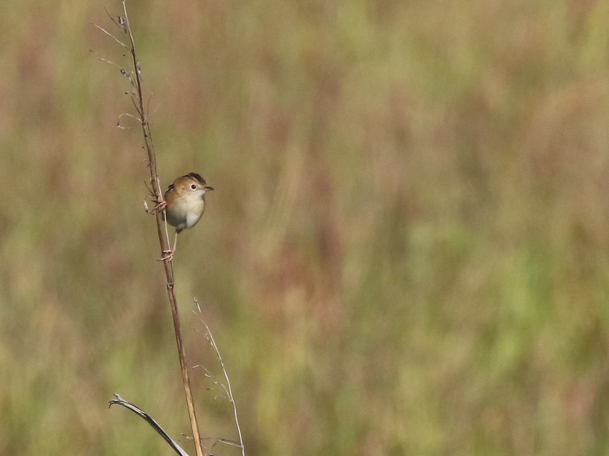 Golden-headed Cisticola - ML63971691