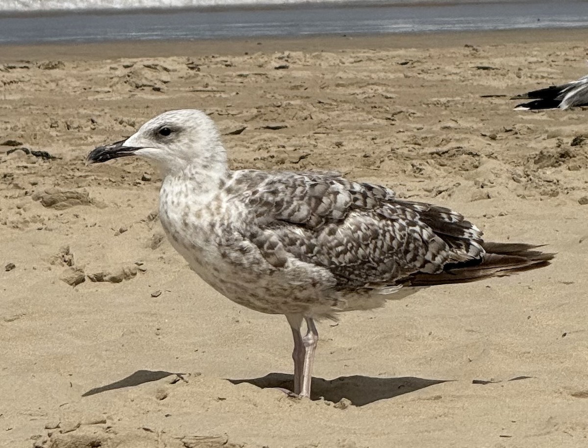 Yellow-legged Gull - ML639716928