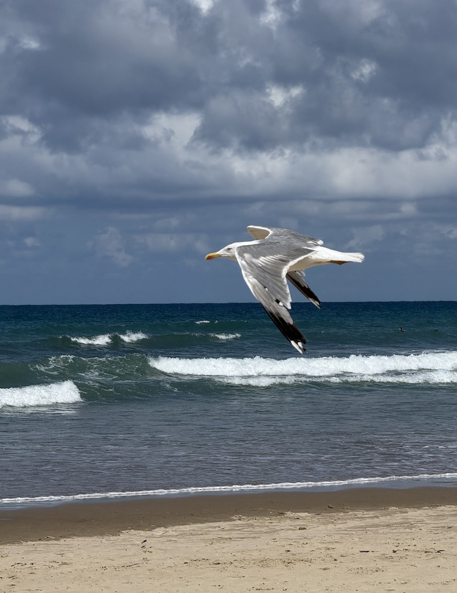 Yellow-legged Gull - ML639716929