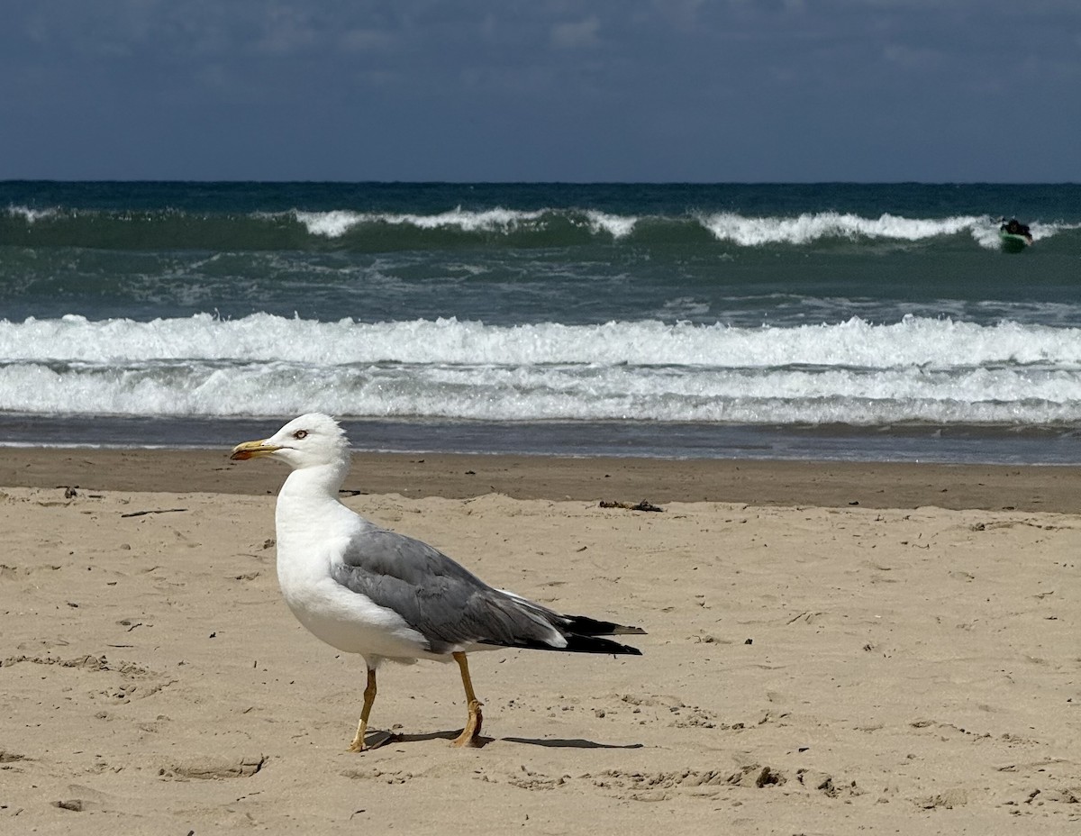 Yellow-legged Gull - ML639716930