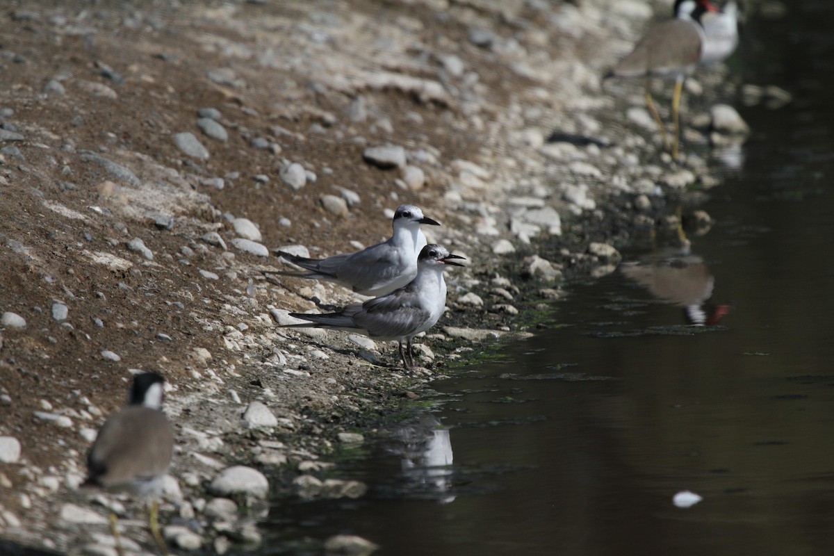 Whiskered Tern - ML639716968