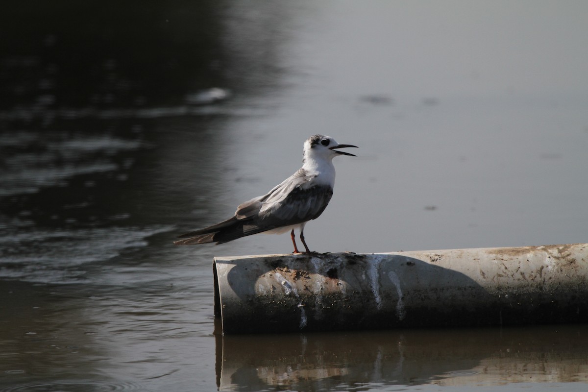 White-winged Tern - ML639716984
