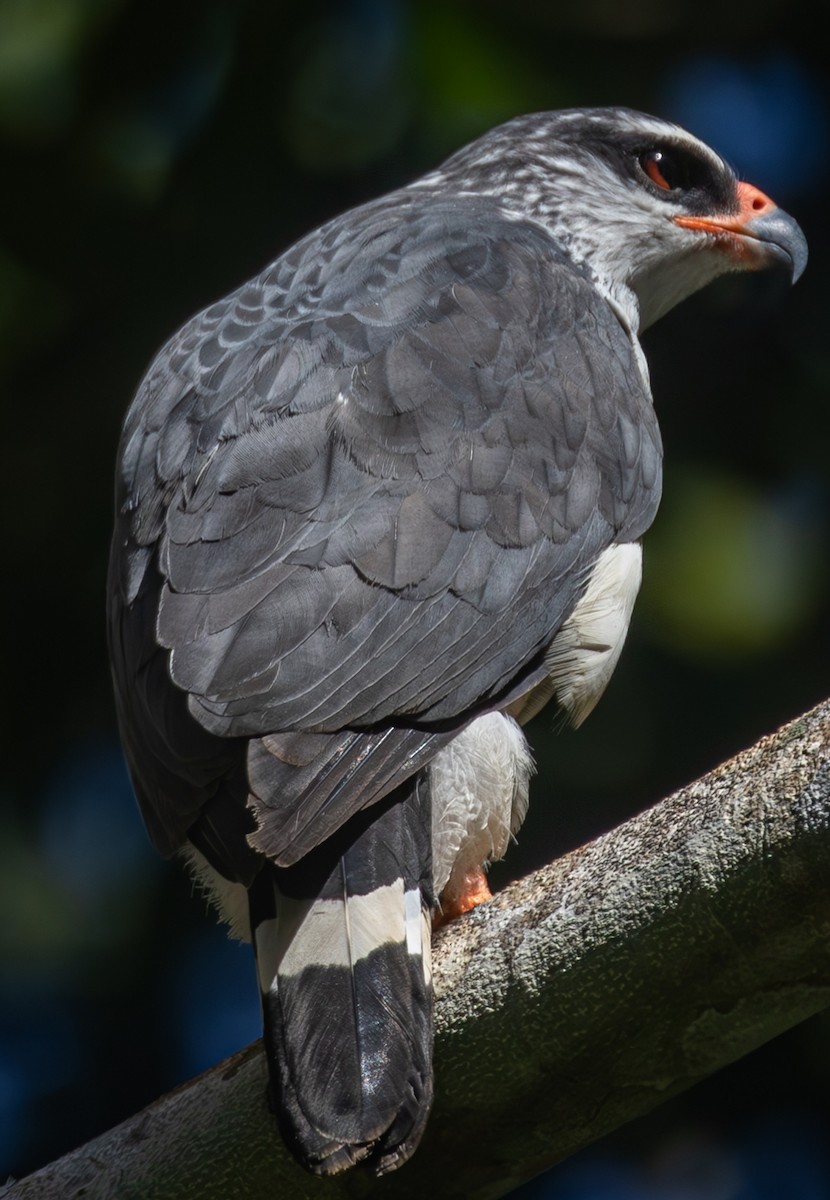 White-browed Hawk - ML639717030