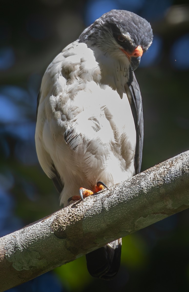 White-browed Hawk - ML639717031