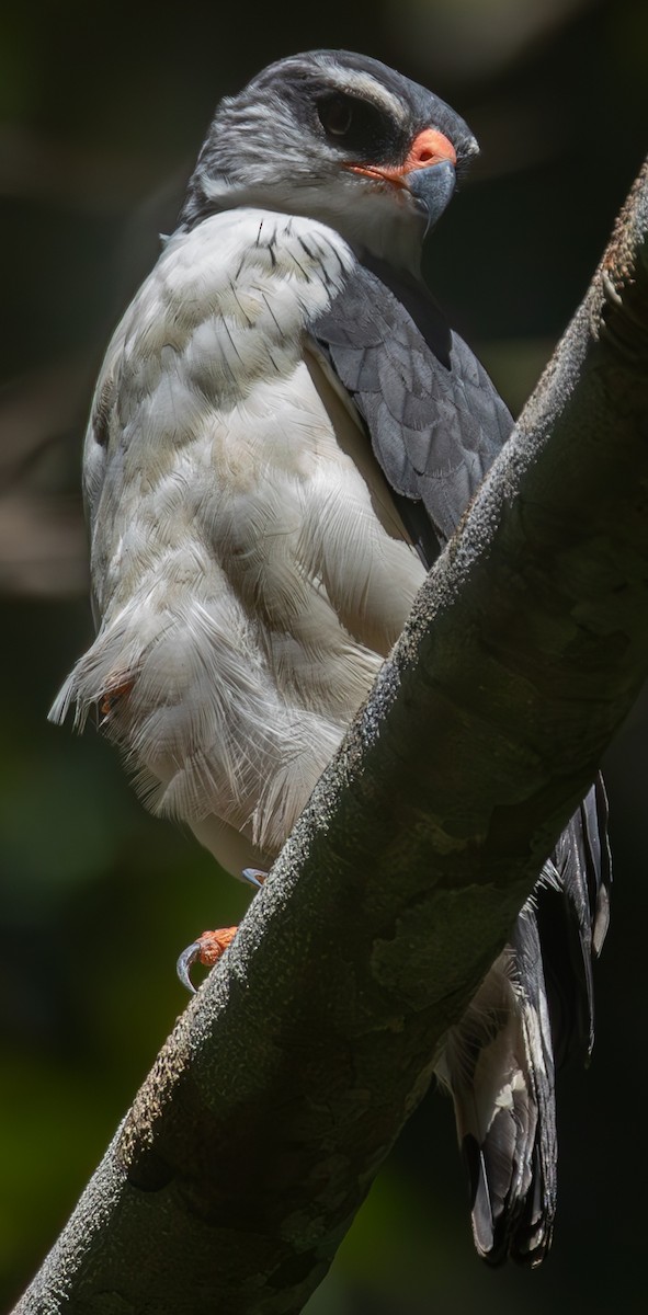 White-browed Hawk - ML639717032