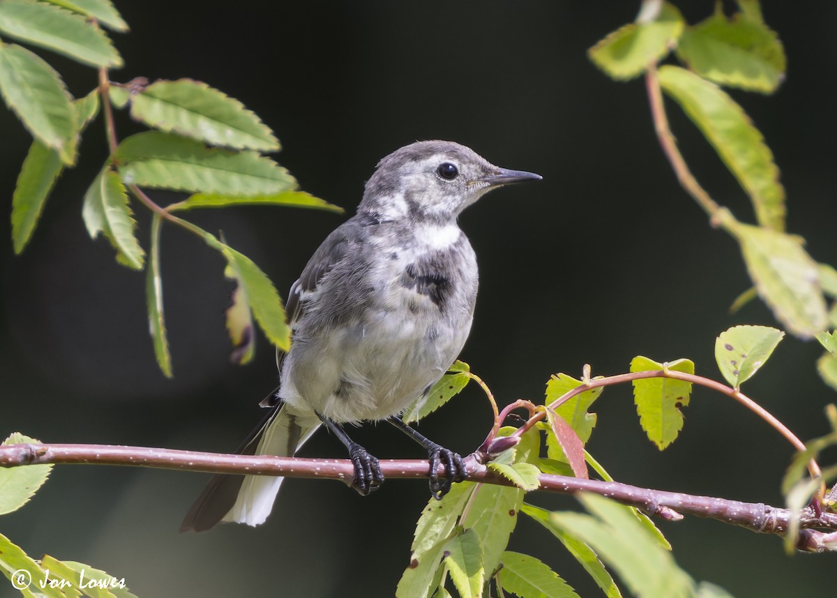White Wagtail (British) - ML639717068