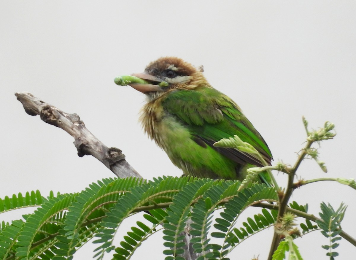 barbet bělolící - ML639717099
