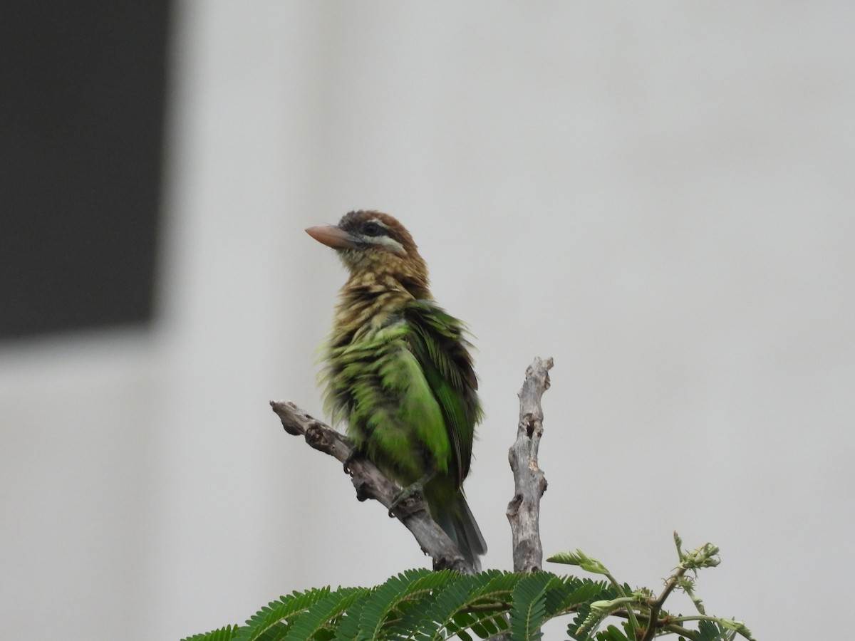 barbet bělolící - ML639717101