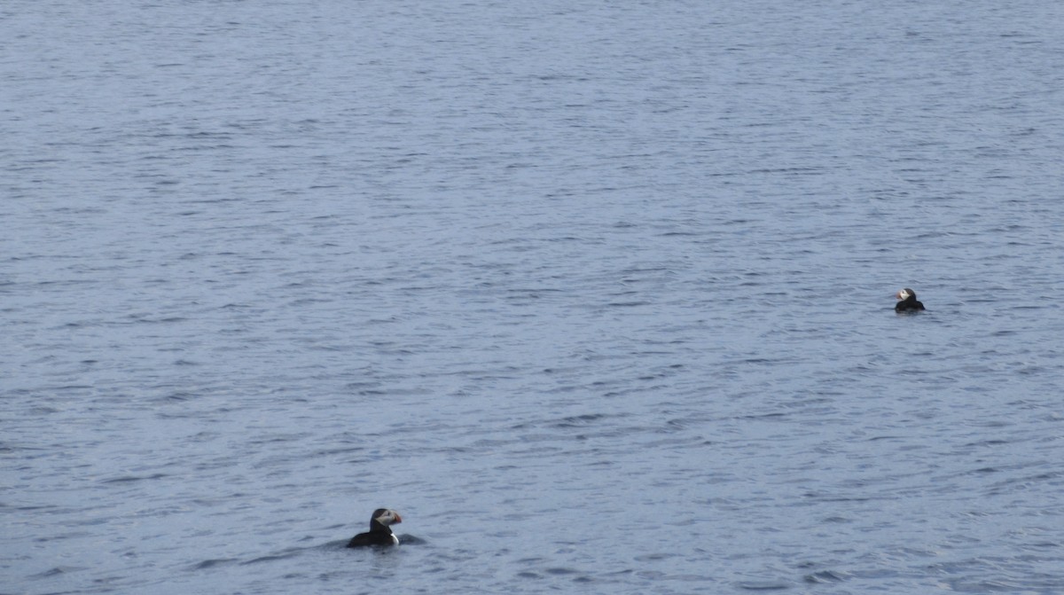 Atlantic Puffin - ML639717140