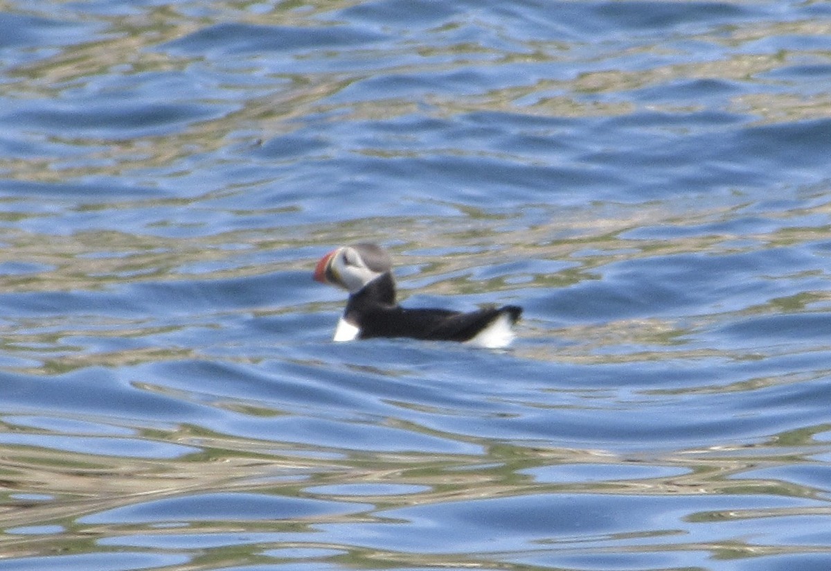 Atlantic Puffin - ML639717141