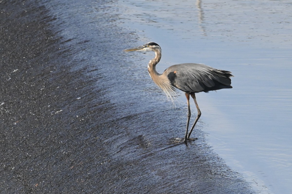 אנפה אמריקנית - ML639717148