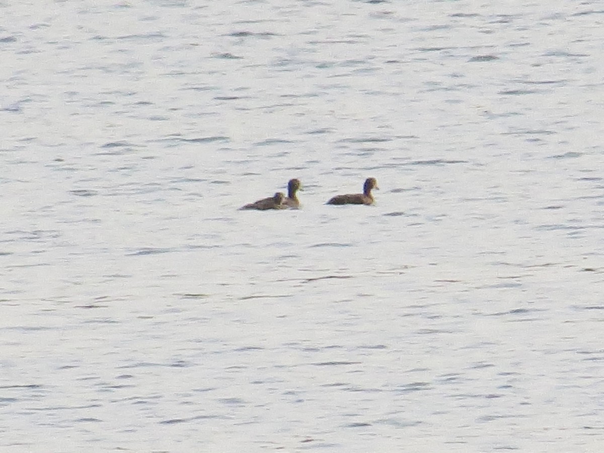 Anatidae sp. - ML639717195