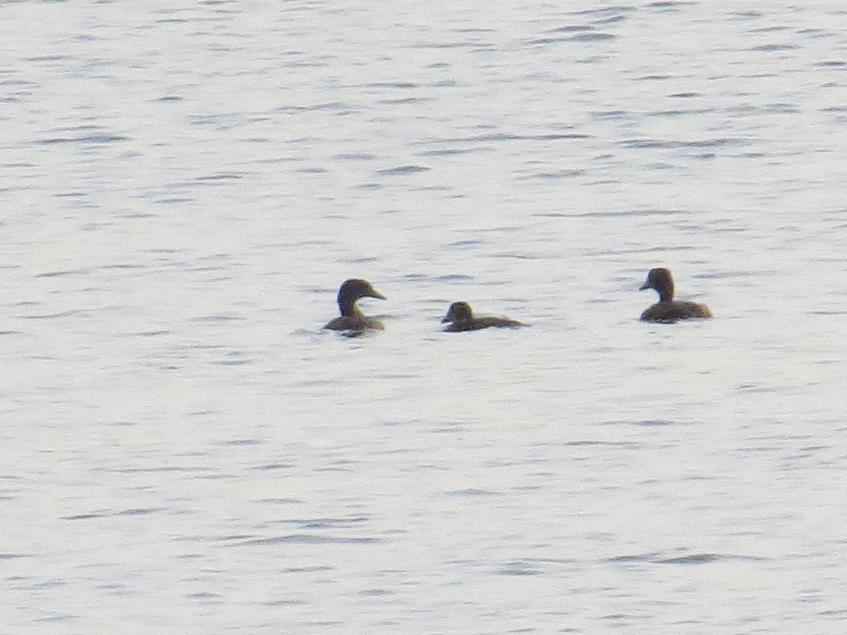 Anatidae sp. - ML639717196