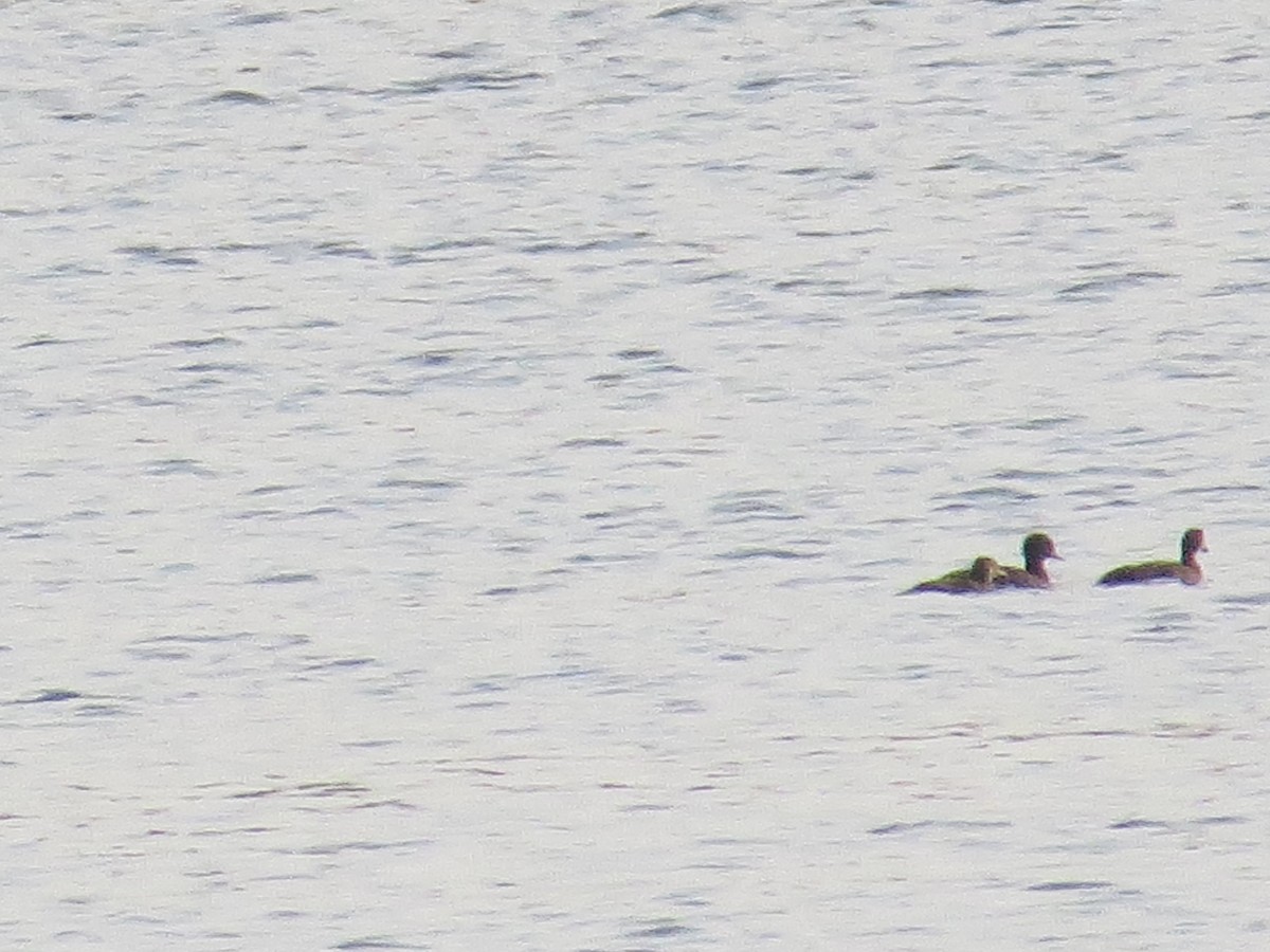 Anatidae sp. - ML639717197