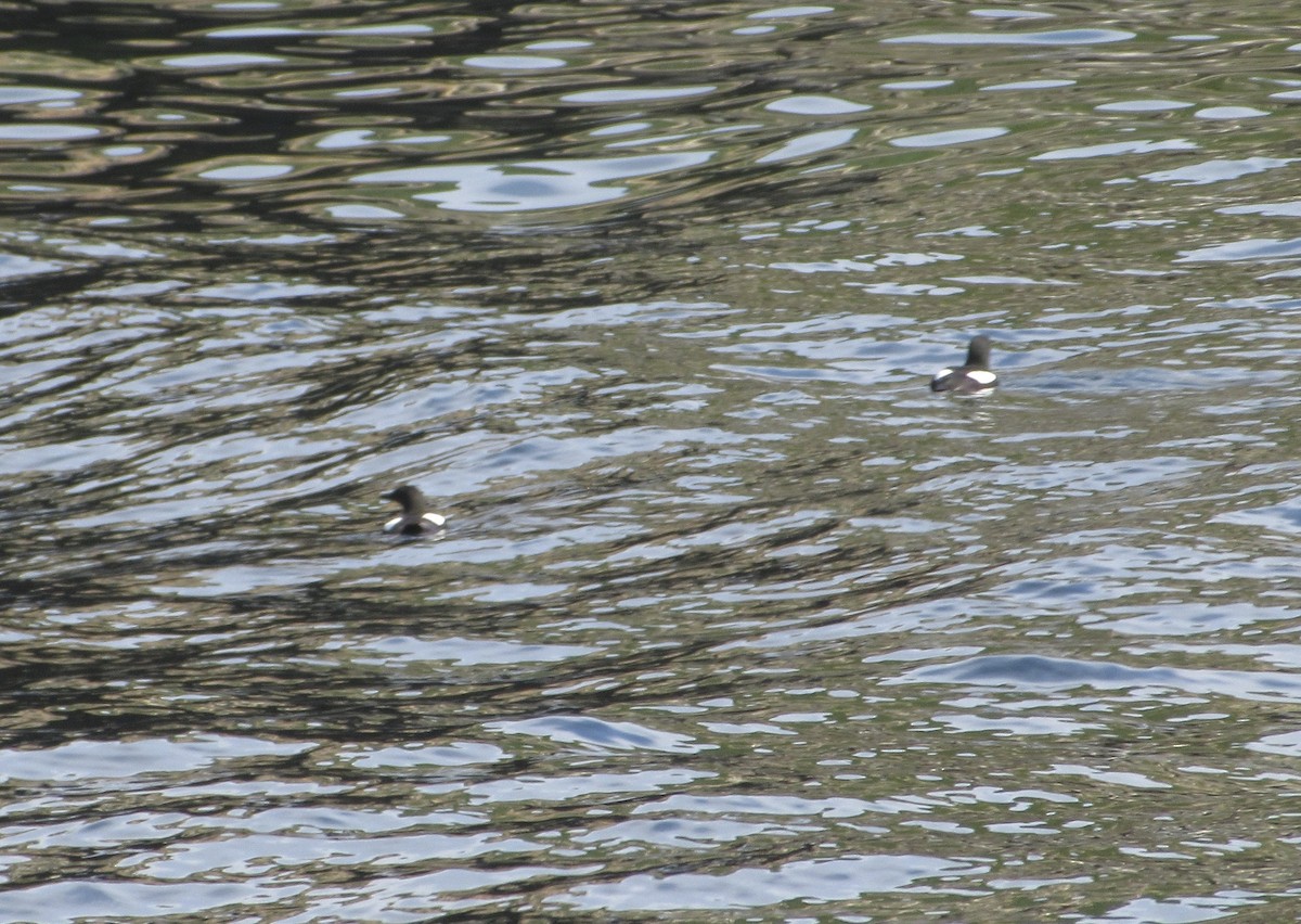 Black Guillemot - ML639717201