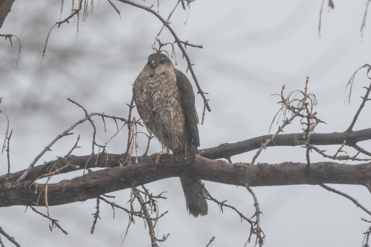 Sharp-shinned Hawk - ML639717212