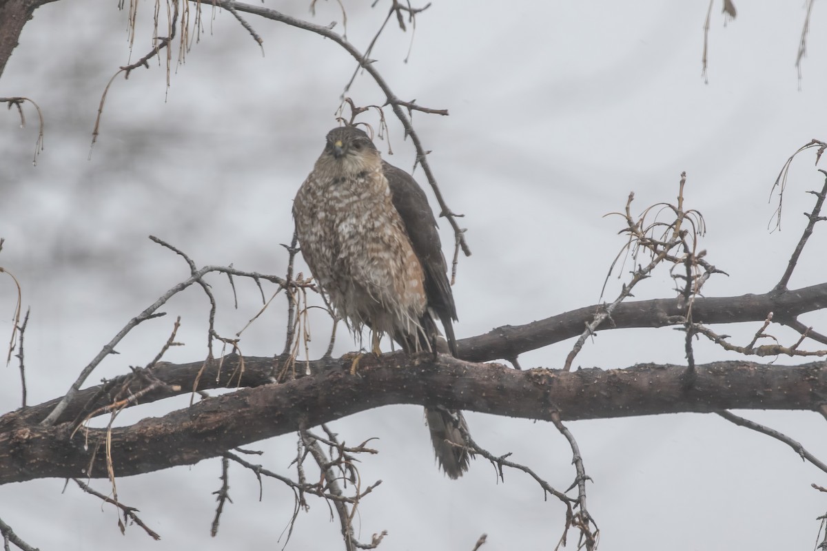 Sharp-shinned Hawk - ML639717213