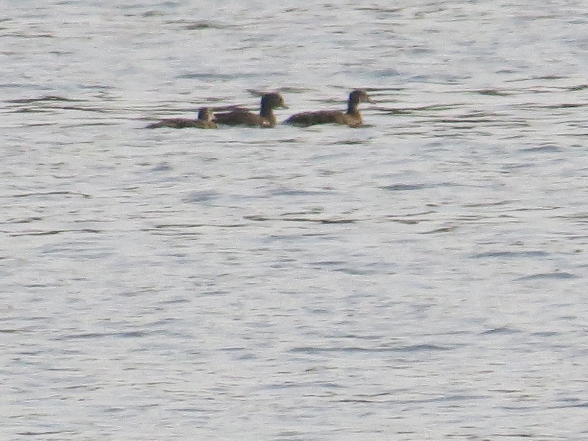 Anatidae sp. - ML639717214