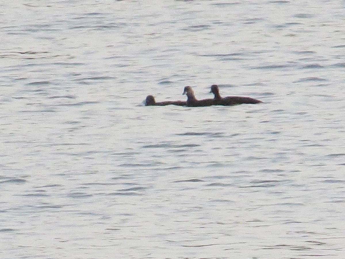 Anatidae sp. - ML639717215