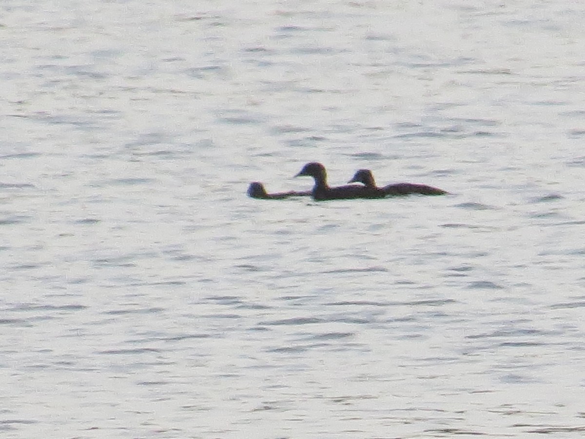 Anatidae sp. - ML639717216