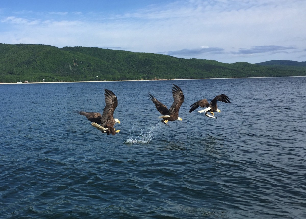 Bald Eagle - ML639717217
