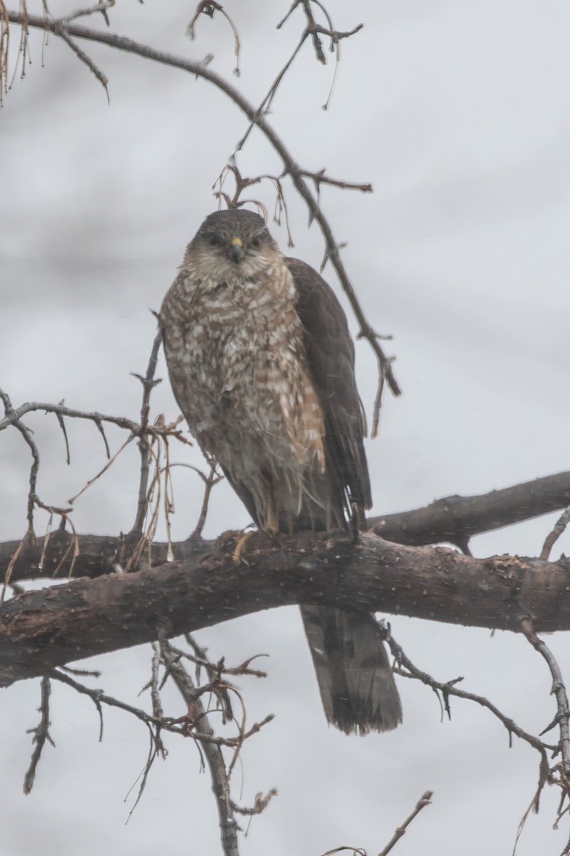 Sharp-shinned Hawk - ML639717224