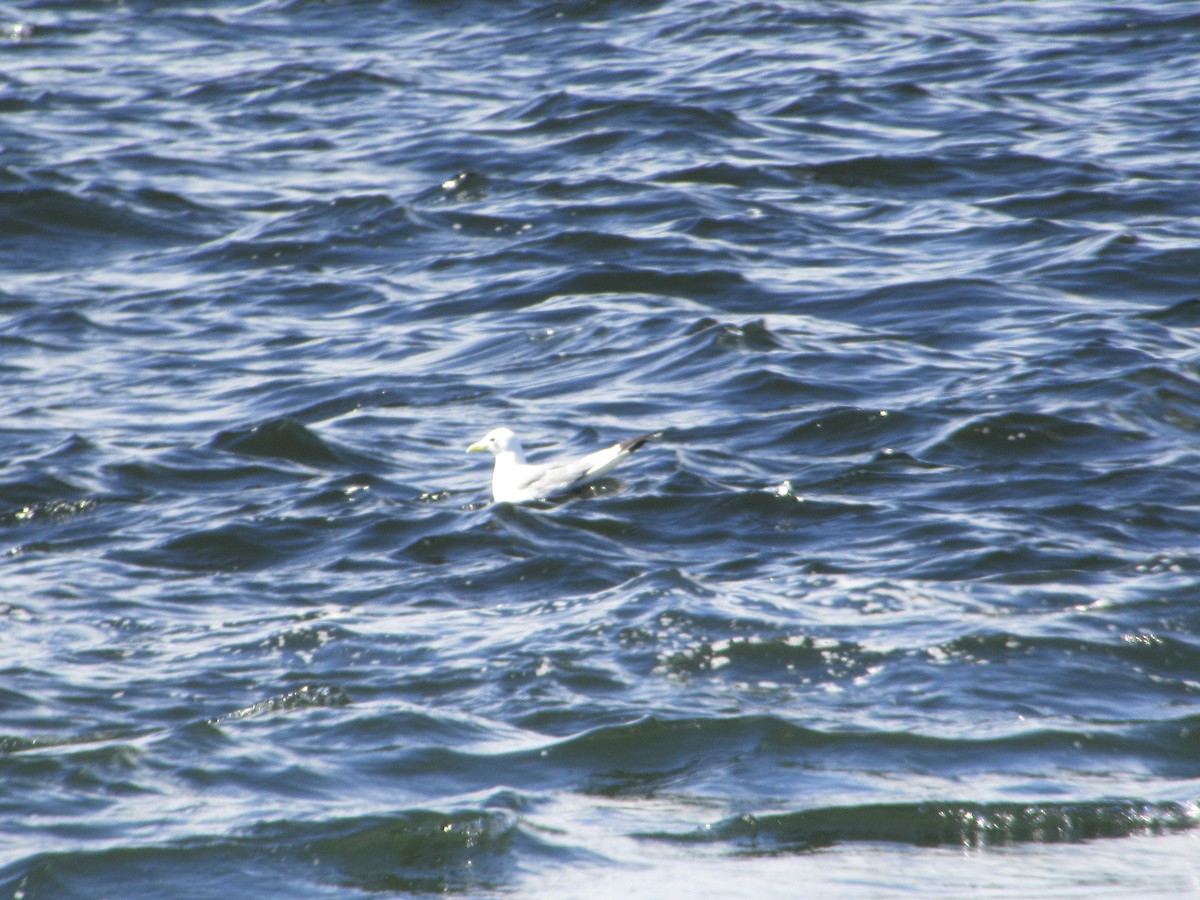 Black-legged Kittiwake - ML639717230