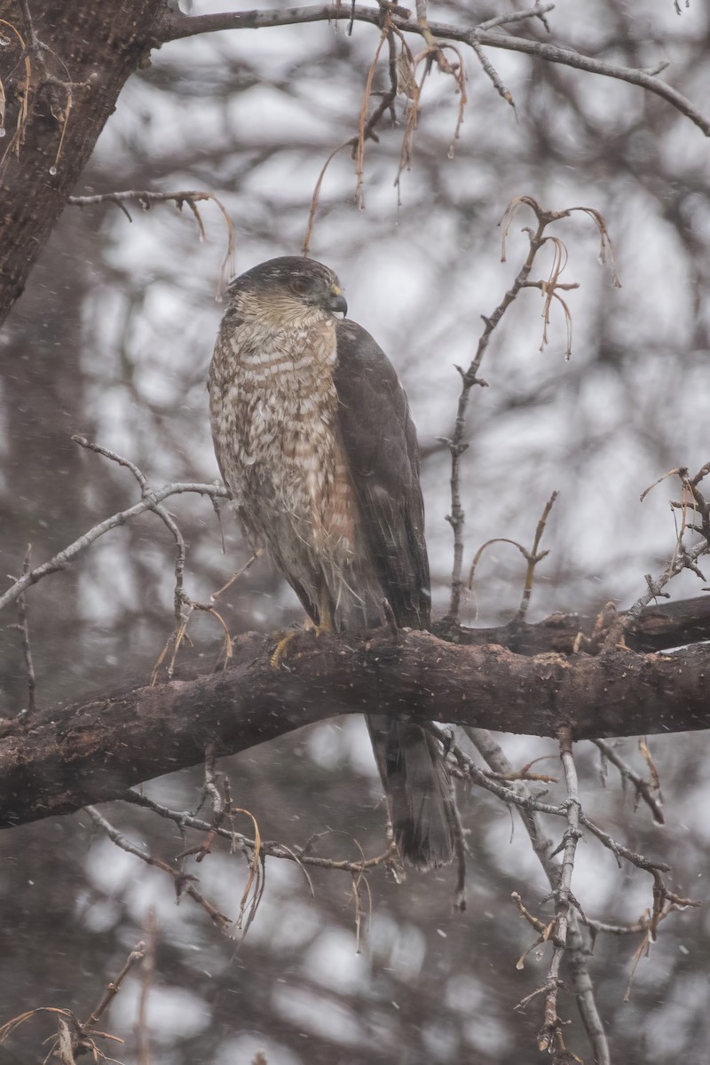 Sharp-shinned Hawk - ML639717231