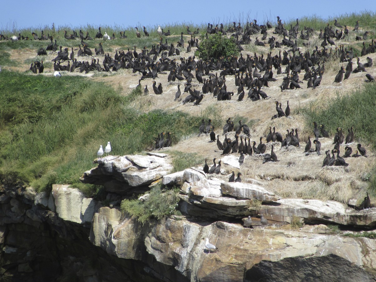 Double-crested Cormorant - ML639717254