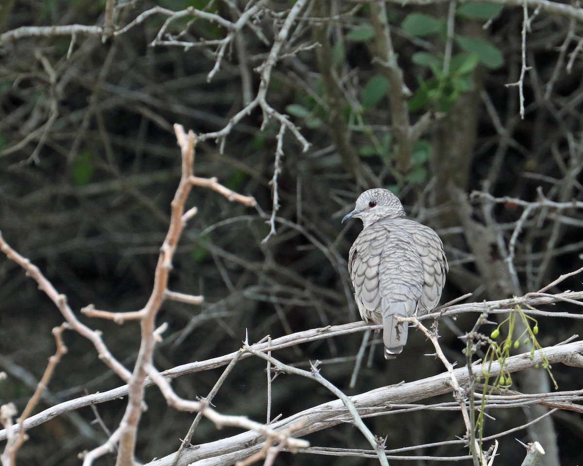 Inca Dove - ML639717347