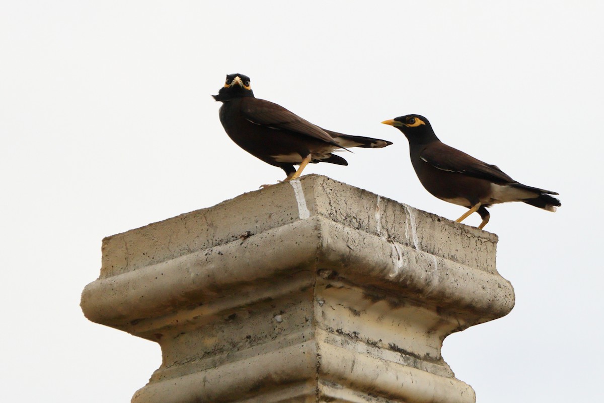 Common Myna - ML639717561