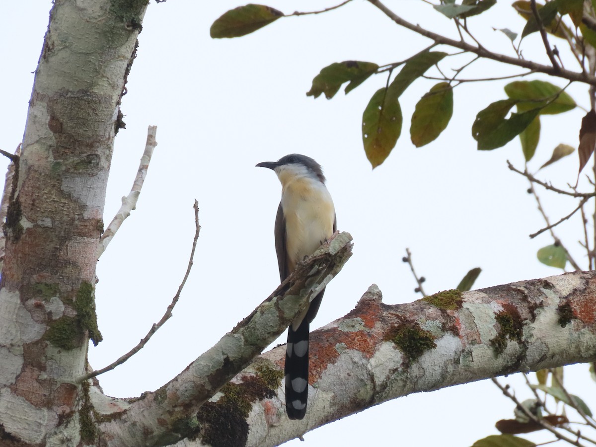 Dark-billed Cuckoo - ML639717566