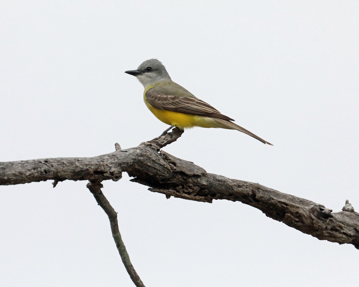 Couch's Kingbird - ML639717678