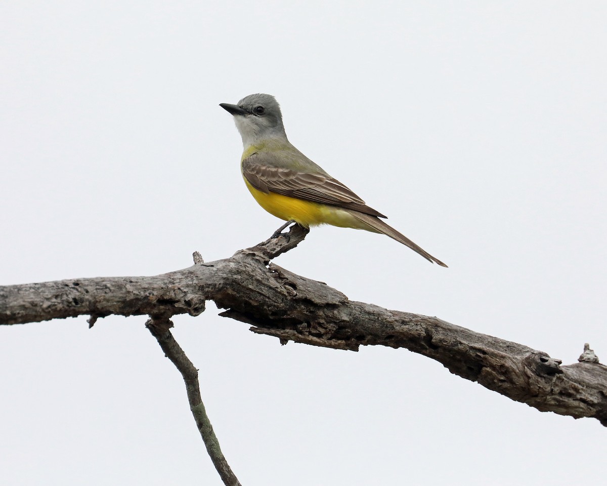Couch's Kingbird - ML639717679