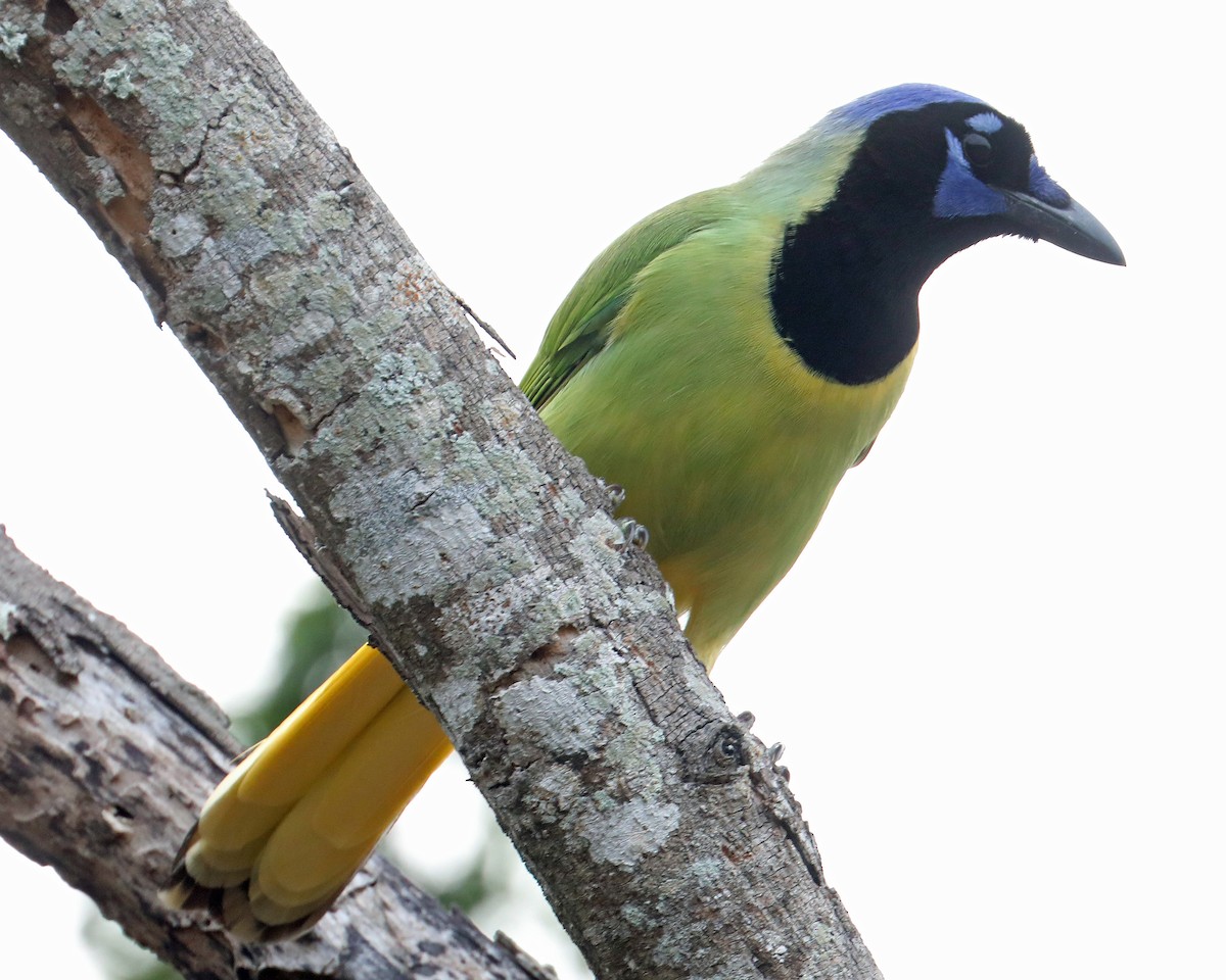 Green Jay - ML639717719