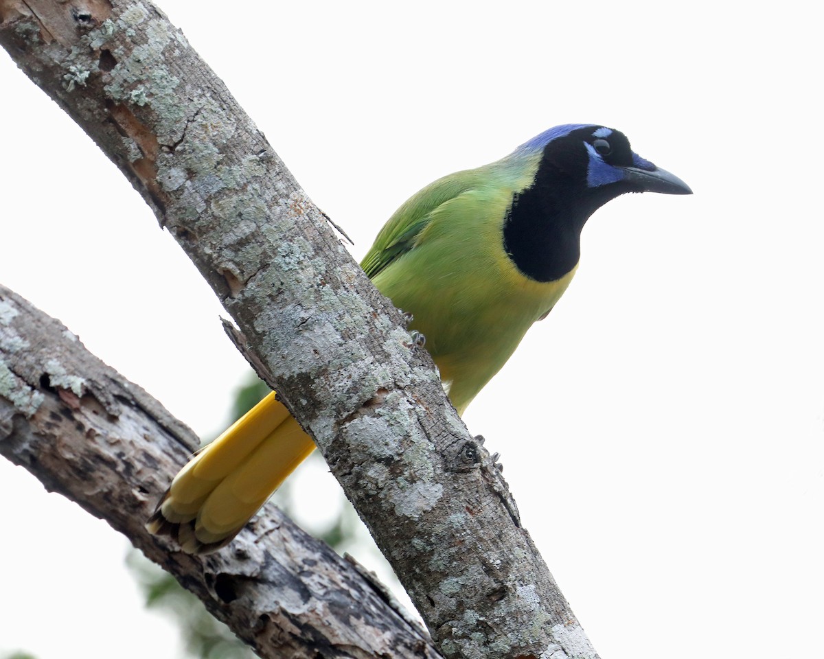 Green Jay - ML639717720
