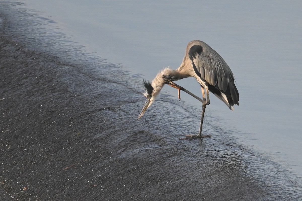 אנפה אמריקנית - ML639717794