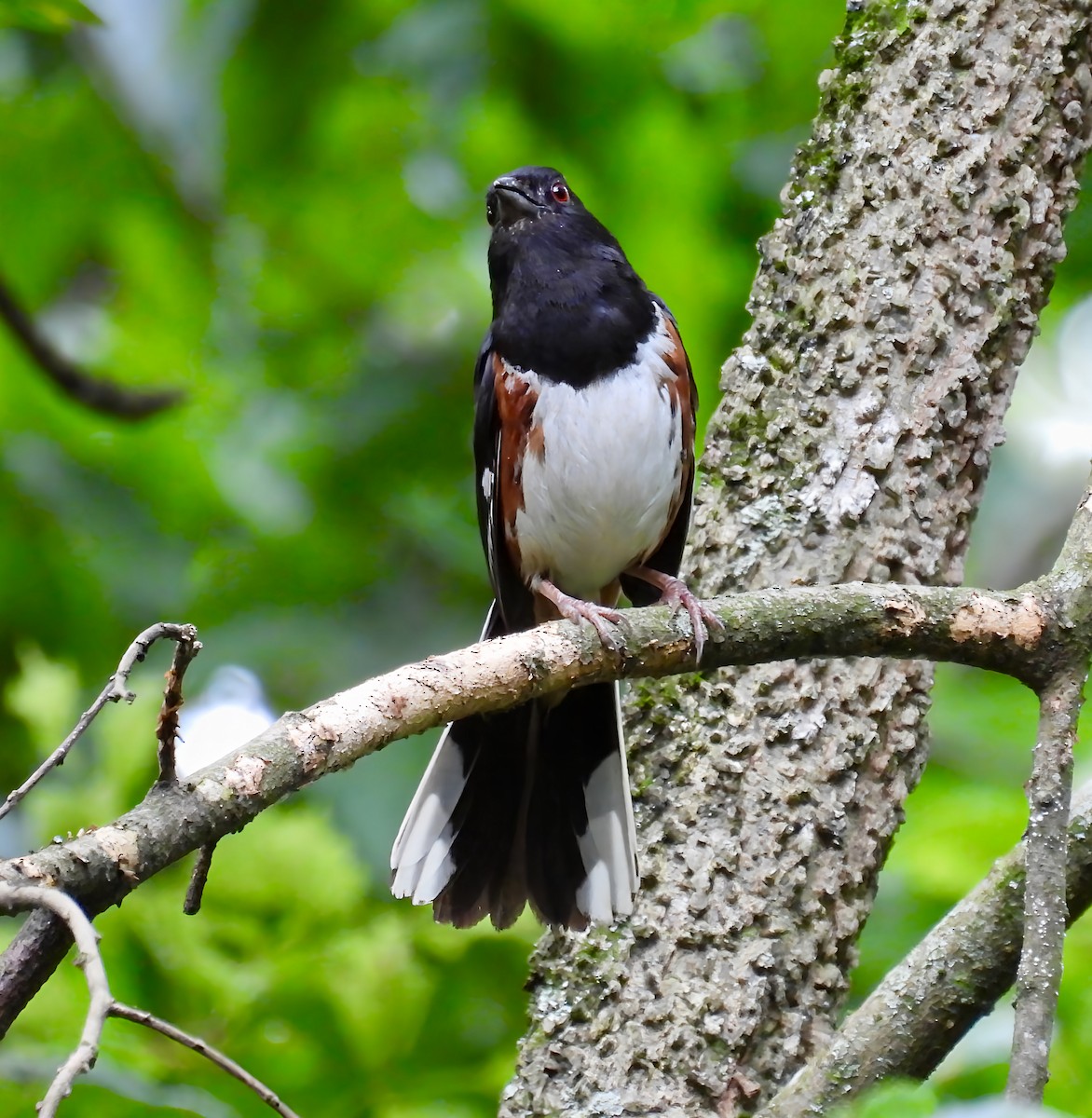 Eastern Towhee - ML639717801