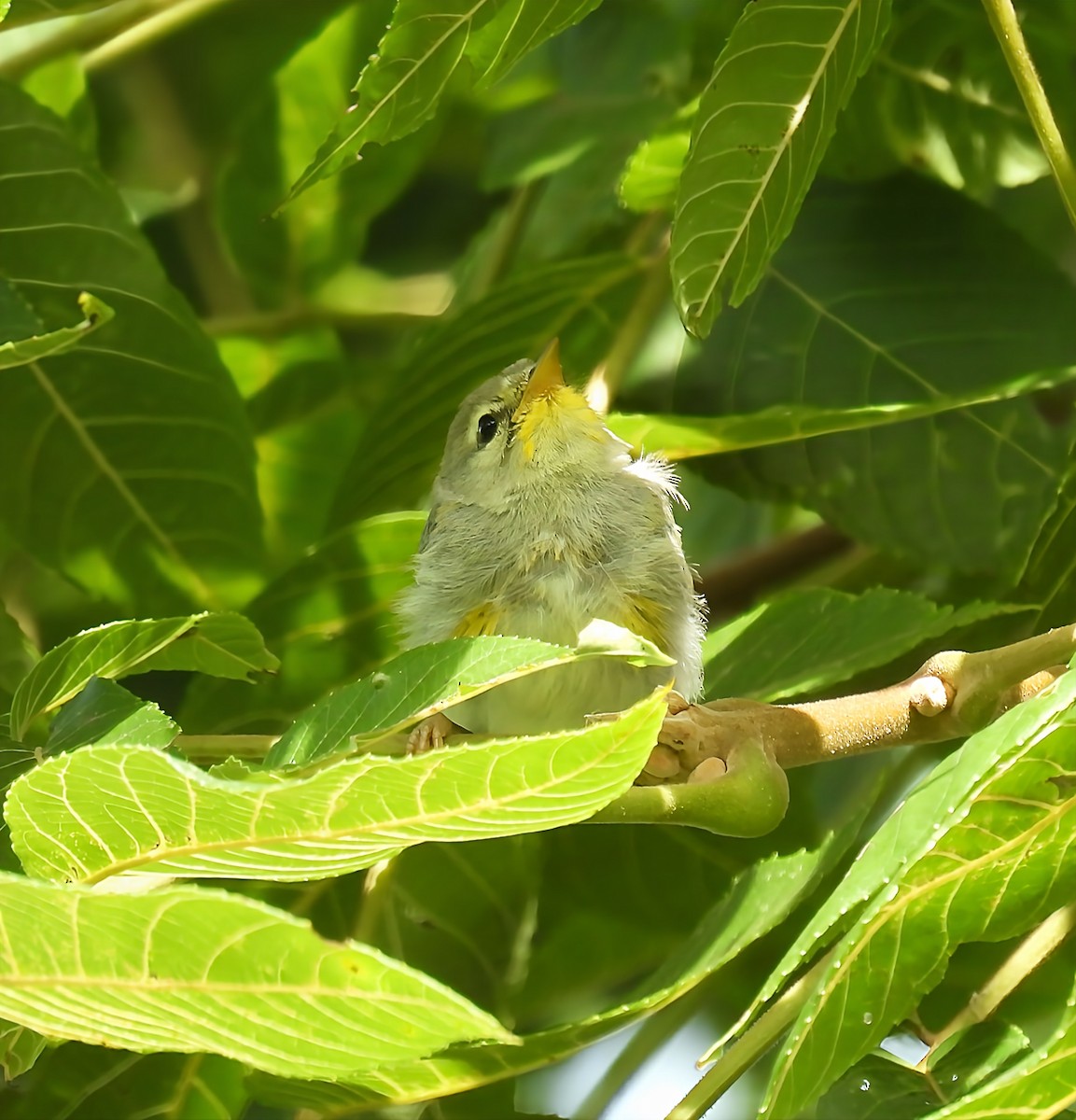 Northern Parula - ML639717810