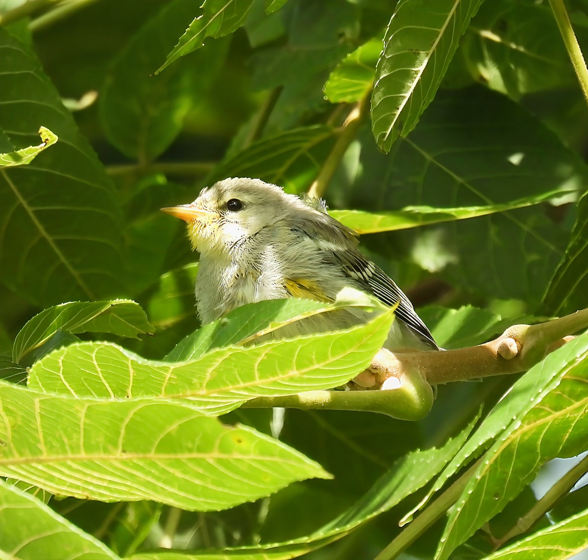 Northern Parula - ML639717811