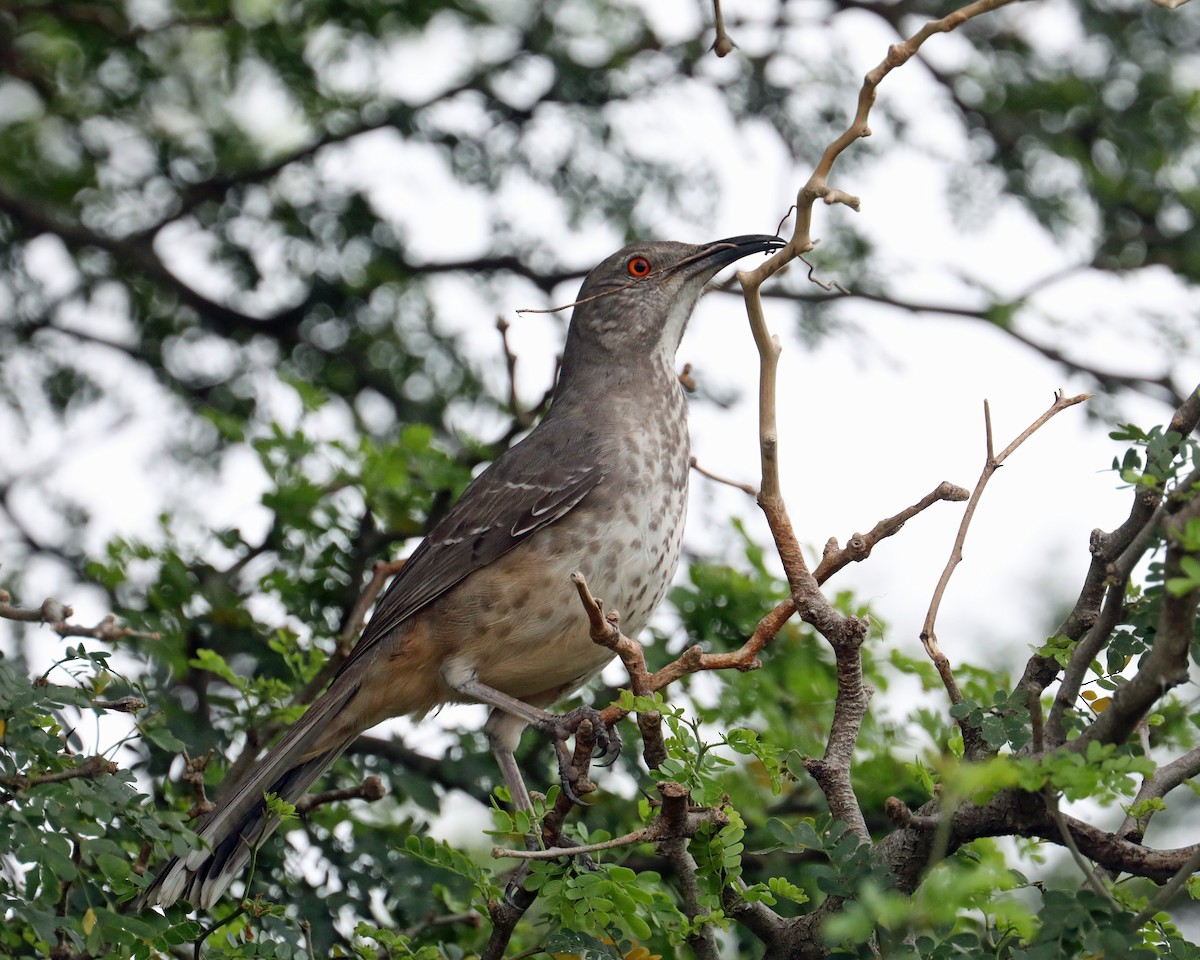 Curve-billed Thrasher - ML639717822