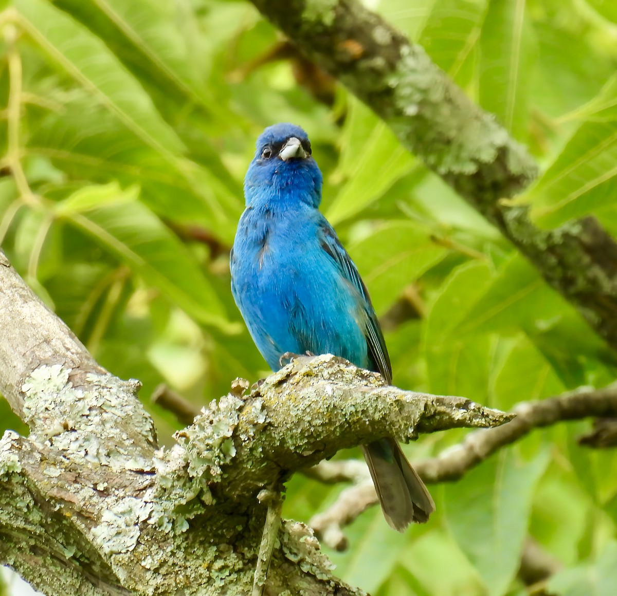 Indigo Bunting - ML639717828