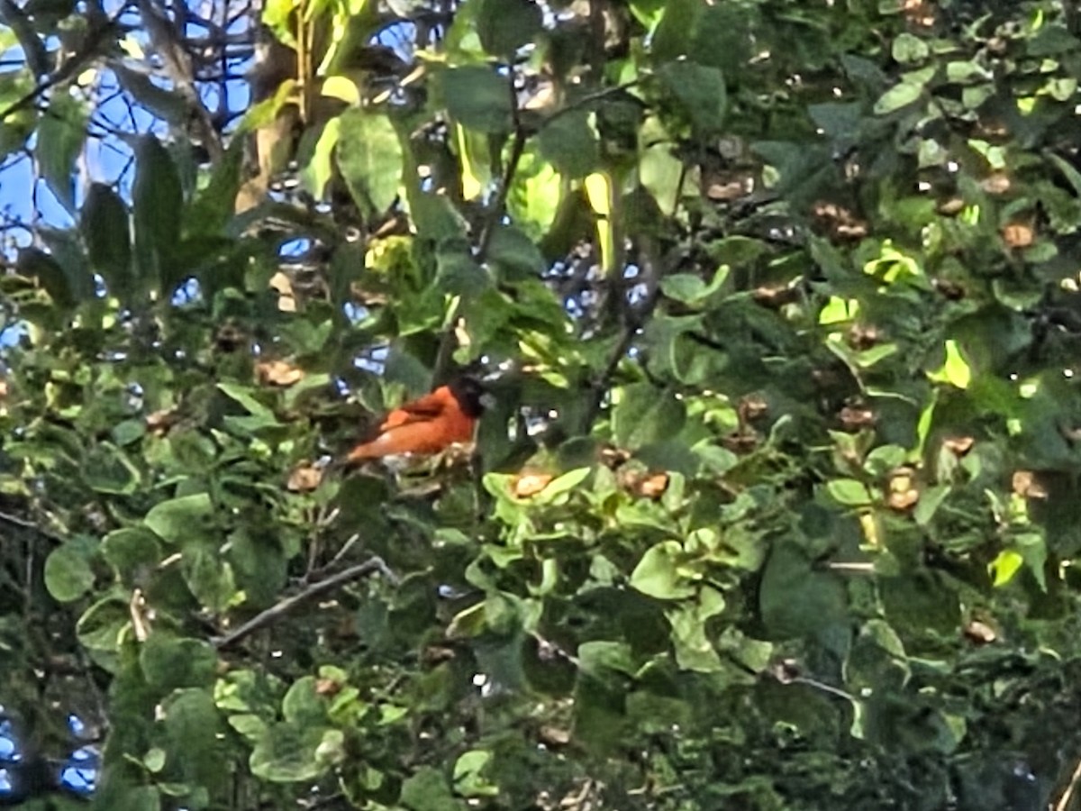 Red Siskin - ML639717857