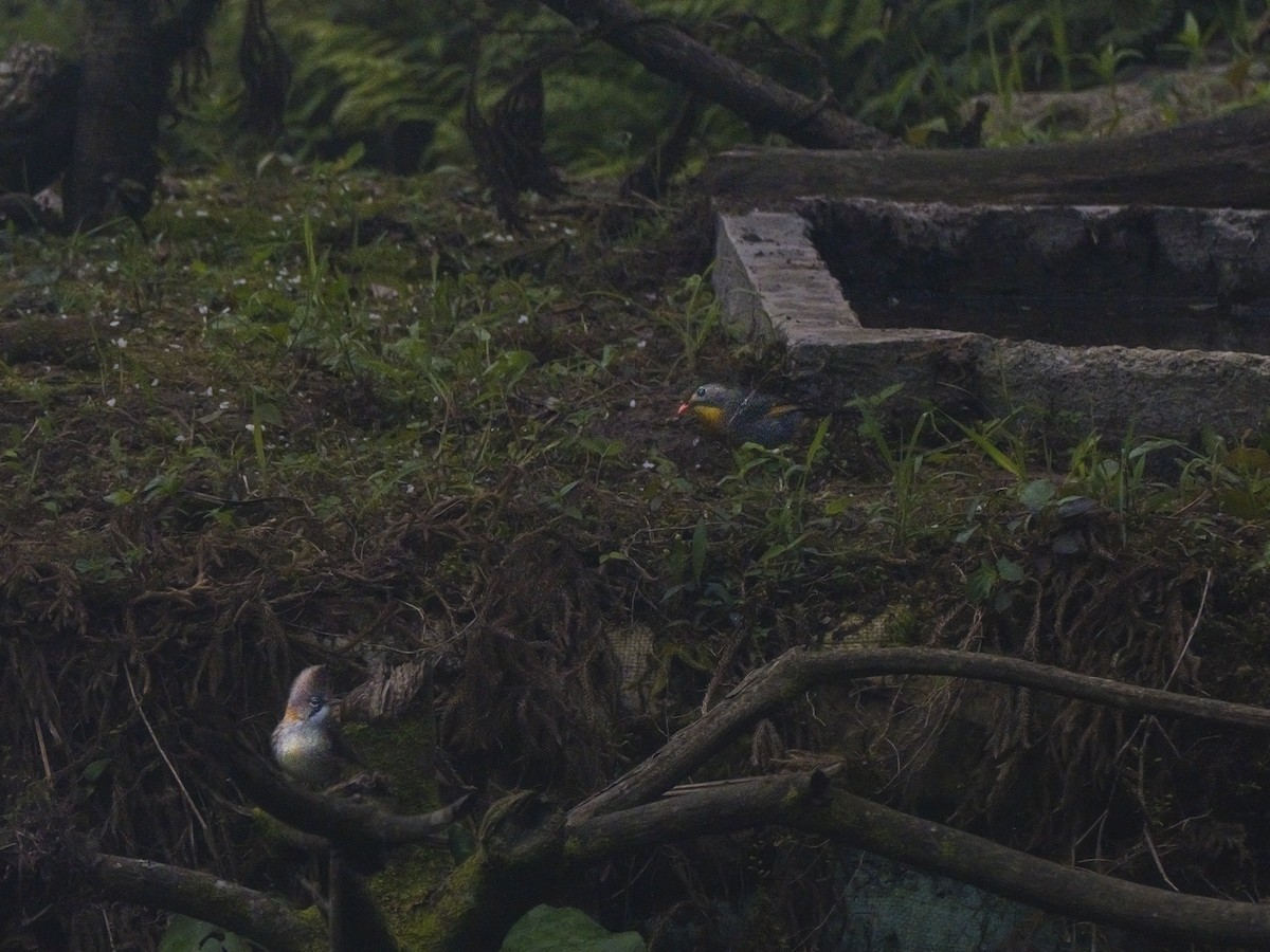 Yuhina Bigotuda - ML639717881