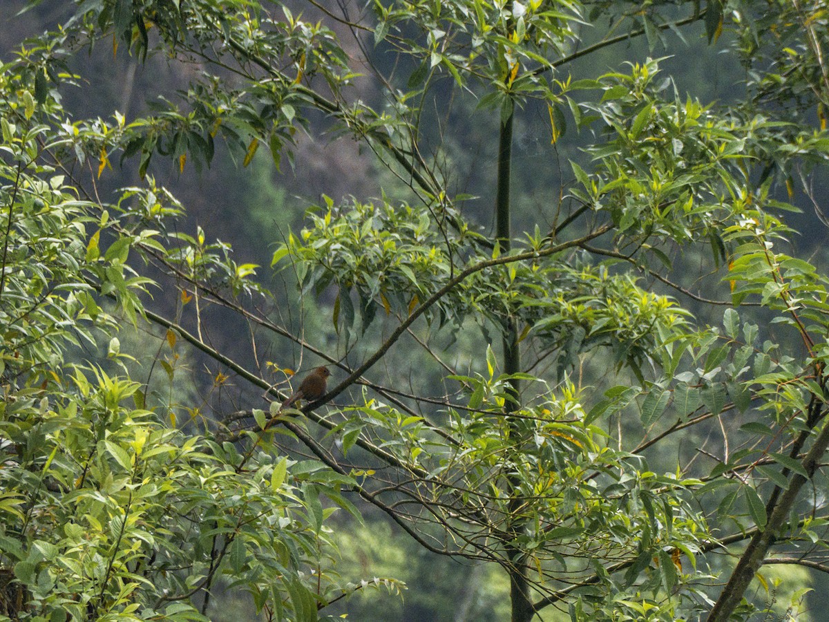 Garrulaxe à ailes rouges - ML639717936